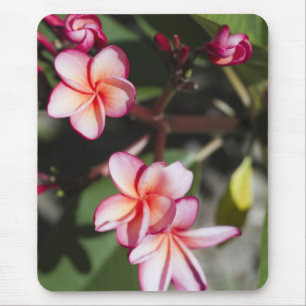 Pink Frangipani Flowers Mouse Mat