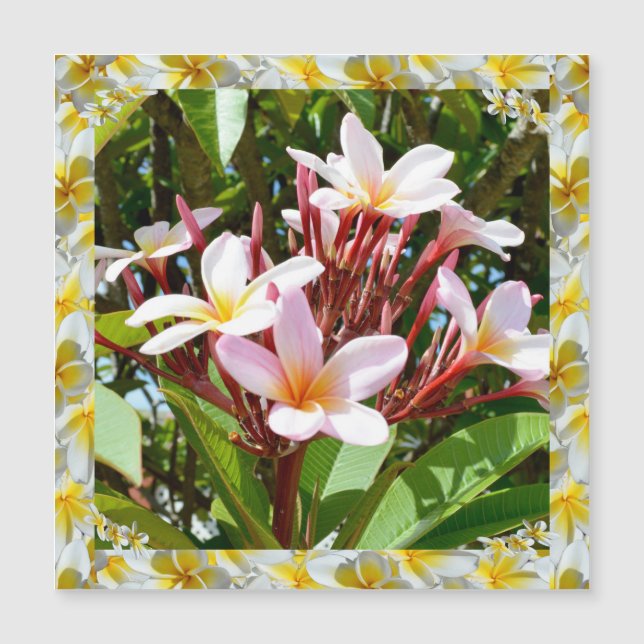 Pink Frangipani Tree With Yellow Frangipani Edge, (Front)