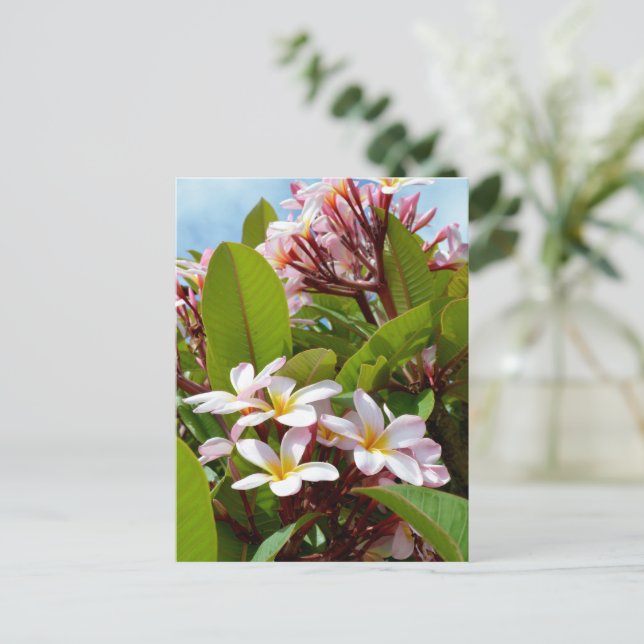 Pink Frangipanis On A Tree,  Postcard (Standing Front)
