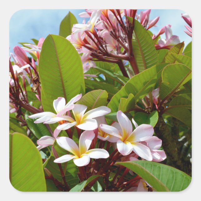 Pink Frangipanis On A Tree,  Square Sticker (Front)