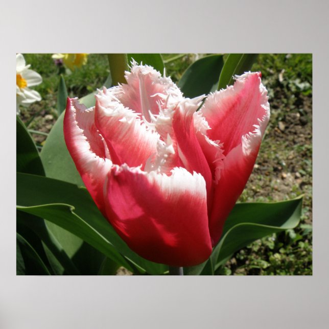 Pink Fringed Tulip Print (Front)