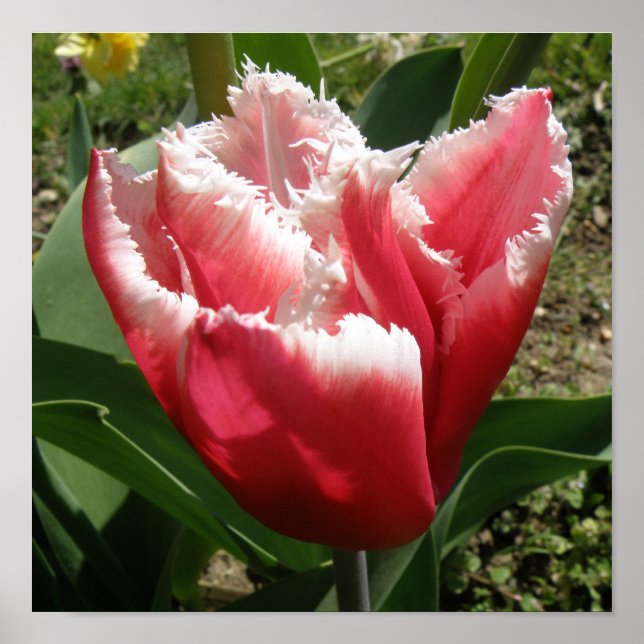Pink Fringed Tulip Print (Front)