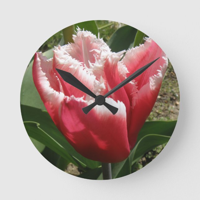 Pink Fringed Tulip Wall Clock (Front)