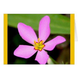 Pink Funky Flower