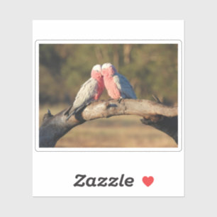 Pink Galahs