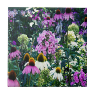 Pink Garden Phlox Landscape with Cone Flowers Tile