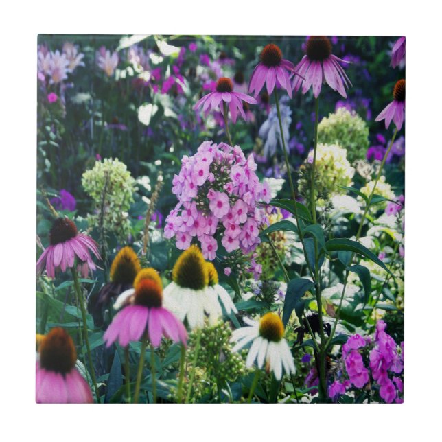 Pink Garden Phlox Landscape with Cone Flowers Tile (Front)