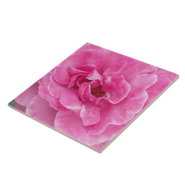Pink Garden Rose large Tile (Side)