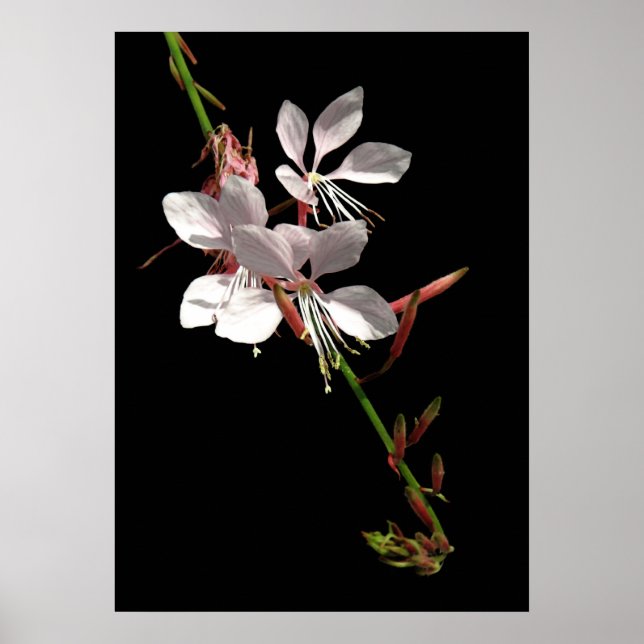 Pink Gaura Flower Poster (Front)