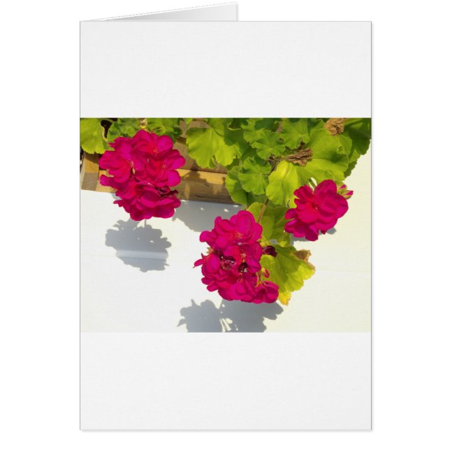 Pink Geranium (Front)
