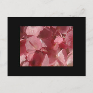 Pink geranium: almost solid Light pink Postcard
