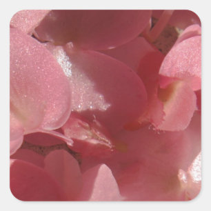 Pink geranium: almost solid Light pink Square Sticker