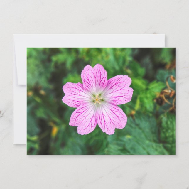 Pink Geranium Card (Front)