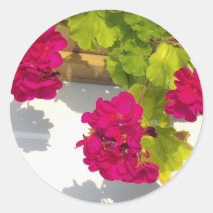 Pink Geranium Classic Round Sticker