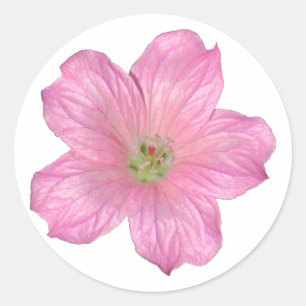 Pink Geranium Classic Round Sticker