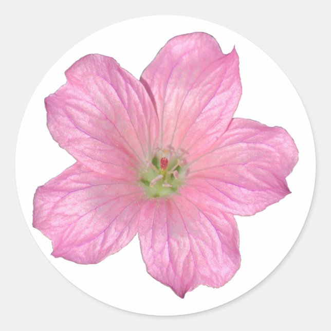 Pink Geranium Classic Round Sticker (Front)