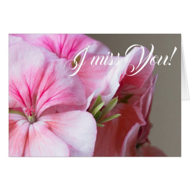 Pink geranium flower (Front Horizontal)