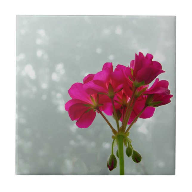 Pink Geranium Flower Image Tile (Front)