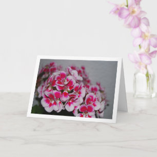 Pink Geranium Flowers, Floral Portrait Card