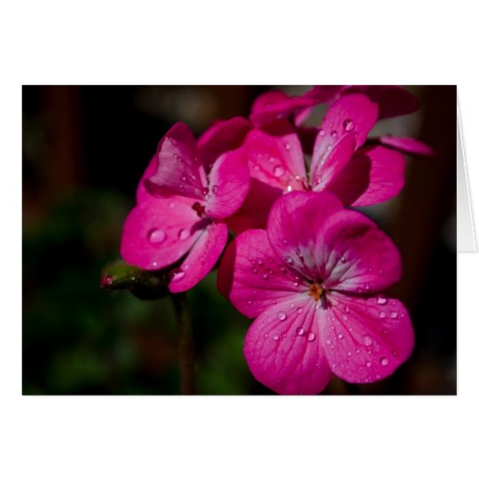 Pink Geranium Note Card