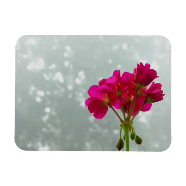Pink Geranium Photo Magnet (Horizontal)