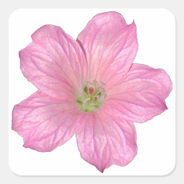 Pink Geranium Square Sticker (Front)
