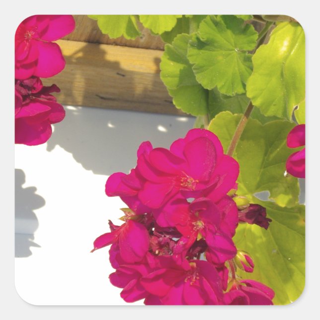Pink Geranium Square Sticker (Front)