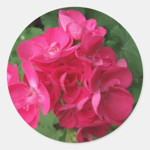 Pink Geraniums Classic Round Sticker