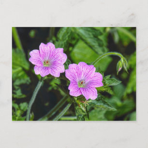 Pink Geraniums Postcard