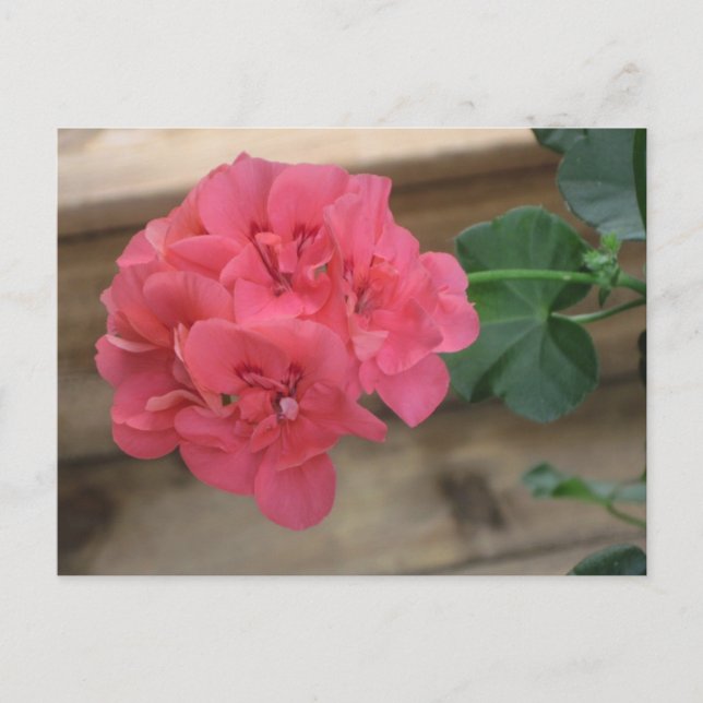 Pink Geraniums Postcards (Front)