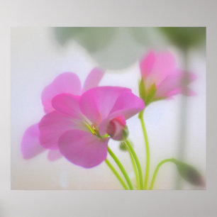 Pink Geraniums Poster