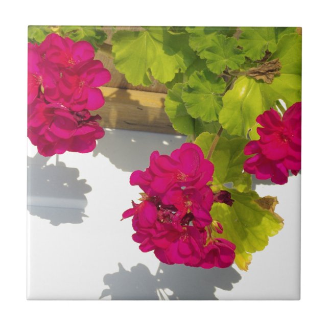 Pink Geraniums, pretty hot pink flowers Tile (Front)
