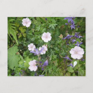 Pink Geraniums & Purple Campanula DIY Postcard