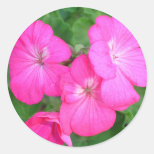 Pink Geraniums Sticker