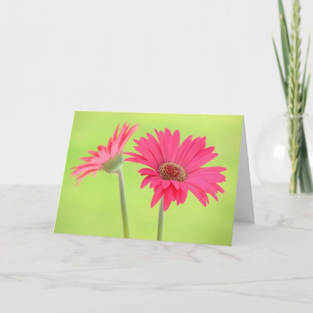 Pink Gerber Daisies on Green Greeting Card (Front)
