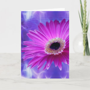 Pink Gerber Daisy Card