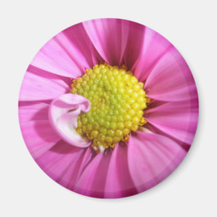 Pink Gerber Daisy Magnet