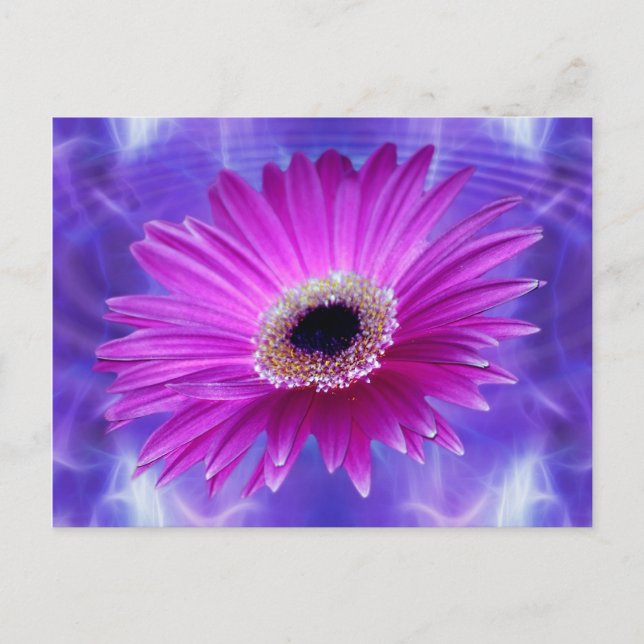 Pink Gerber Daisy Postcard (Front)
