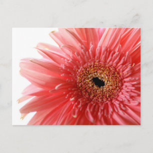 Pink Gerber Daisy Postcard
