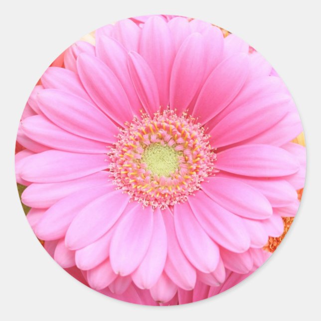 Pink Gerber Daisy Stickers (Front)