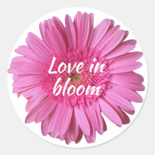 Pink Gerber Daisy with Text Sticker
