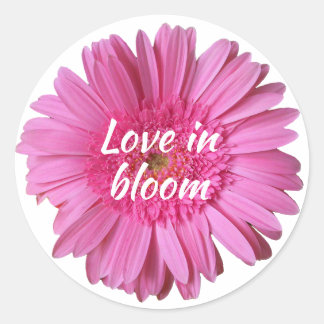 Pink Gerber Daisy with Text Sticker