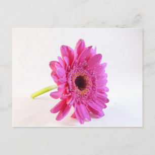 pink gerber on white postcard