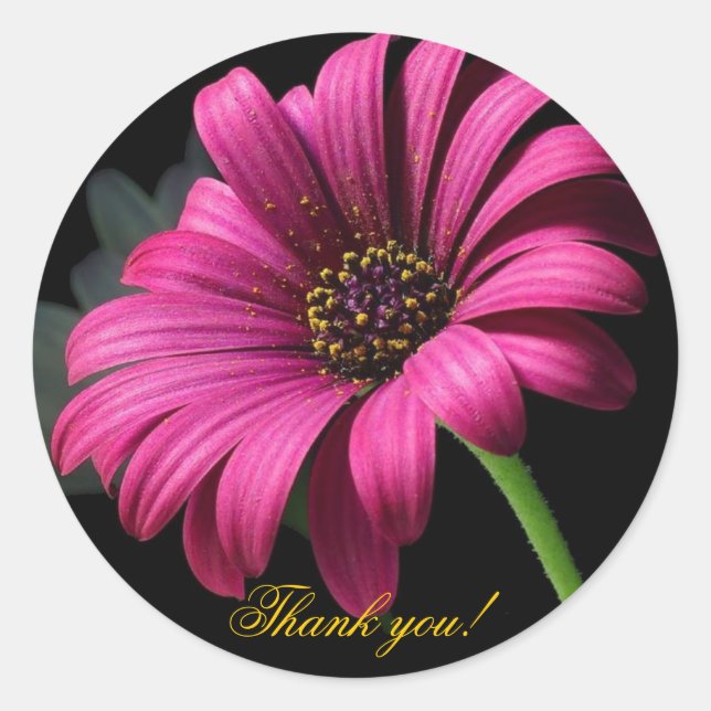 Pink Gerber Thank you! Classic Round Sticker (Front)