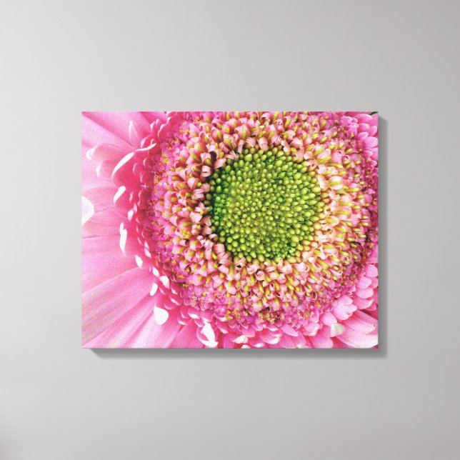 Pink Gerbera Canvas Print (Front)