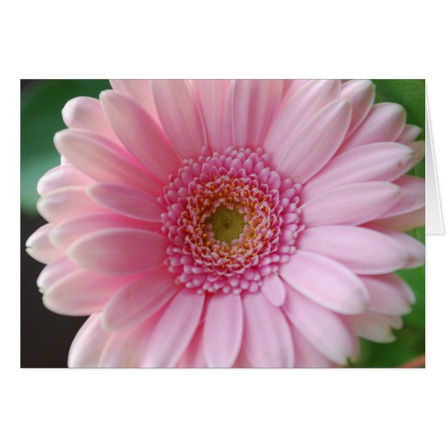 Pink Gerbera Card (Front Horizontal)