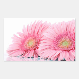 Pink Gerbera Daisies Elegant Photo Rectangular Sticker