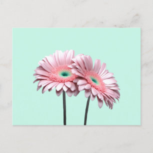 Pink Gerbera Daisies Postcard
