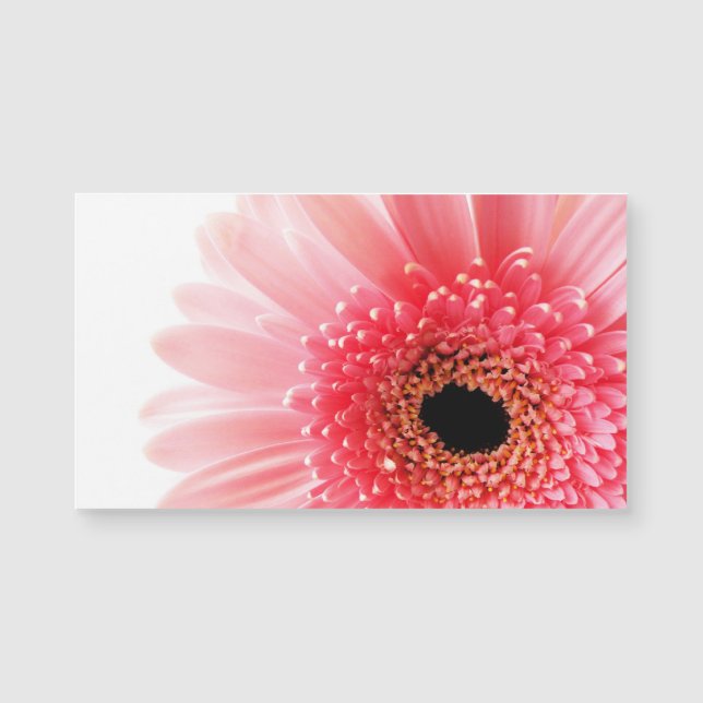 Pink Gerbera Daisy (Front)