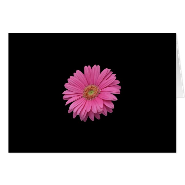 Pink Gerbera Daisy (Front Horizontal)